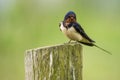Little barn swallow sitting on a mossy tree trunk