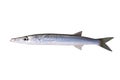 Little barracuda - tropical predatory fish Royalty Free Stock Photo