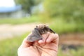 Little bat on man`s hand