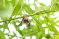 Little bat on man`s hand