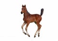 A little bay foal galloping Royalty Free Stock Photo