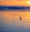 Florida Beach Bird Sunrise Royalty Free Stock Photo