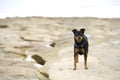 Little beach dog Royalty Free Stock Photo