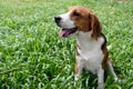 Little Beagle Dog on green grass park Royalty Free Stock Photo
