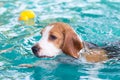 Little beagle dog playing on the swimming pool Royalty Free Stock Photo
