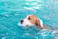 Little beagle dog playing toy in the swimming pool Royalty Free Stock Photo