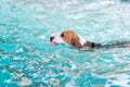 Little beagle dog playing toy in the swimming pool Royalty Free Stock Photo