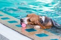 Little beagle dog playing toy in the swimming pool Royalty Free Stock Photo