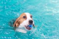 Little beagle dog playing toy in the swimming pool Royalty Free Stock Photo