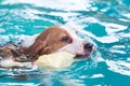 Little beagle dog playing toy in the swimming pool