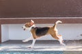 Little beagle dog running with splash water Royalty Free Stock Photo