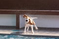 Little beagle dog splash water at the rim of swimming pool Royalty Free Stock Photo