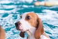 Little beagle dog on the swimming pool Royalty Free Stock Photo