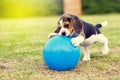 Little Beagle playing with ball