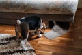 Little Beagle Puppy chewing couch, Furniture. How to Stop Puppy from Destructive Chewing Furniture. Beagle Puppy at home