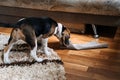 Little Beagle Puppy chewing couch, Furniture. How to Stop Puppy from Destructive Chewing Furniture. Beagle Puppy at home