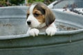 A little Beagle puppy looking arround