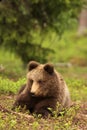 Little bear cub laying in the grass