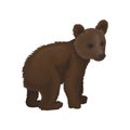 Little bear cub wild northern forest animal vector Illustration on a white background