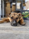 Little Bear dog cooling off Royalty Free Stock Photo