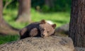 Little bear is lying on a large stone in the forest.