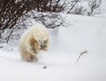 Little Bear plays with a branch in the tundra. Canada.