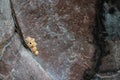 Little Bear Shaped Crumb on a Textured Rock Surface