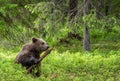 Little bear sniffing a stick. Brown bear cub in the summer forest. Royalty Free Stock Photo