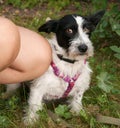 Little bearded shaggy dog sitting in grass