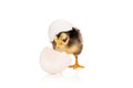 Freshly hatched chicken on white Royalty Free Stock Photo