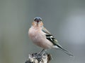 Little beautiful bird Finch singing trill in spring forest to a