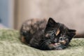 A little beautiful black cat with white and red spots and blue eyes lying on a green rug Royalty Free Stock Photo