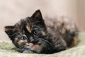 A little beautiful black cat with white and red spots and blue eyes lying on a green rug Royalty Free Stock Photo