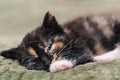 A little beautiful black cat with white and red spots and blue eyes is sleeping on a green plaid Royalty Free Stock Photo