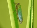 Cicadella Royalty Free Stock Photo