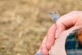 Little beautiful butterfly sits on a hand of the girl Royalty Free Stock Photo