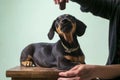 Little beautiful dachshund puppy posing sitting on a small chair, green background