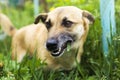 The little dog is played in the grass, the dog is eating grass to clean the stomach