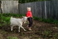 A little beautiful girl in a barnyard walks with a horse, Royalty Free Stock Photo