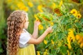 A little beautiful girl holds a sunflower in a field in summer Royalty Free Stock Photo