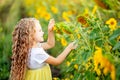 A little beautiful girl holds a sunflower in a field in summer Royalty Free Stock Photo