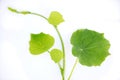 The little beautiful  green colour vine for kith Royalty Free Stock Photo