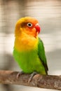 Little beautiful green parrot lovebird