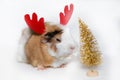 little beautiful guinea pig with Christmas deer horns near golden Christmas tree. rodent is symbol of Chinese New Year 2020 on
