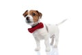 little beautiful jack russell terrier dog looking up at something Royalty Free Stock Photo