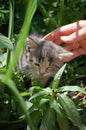 Little beautiful kitten sits in the green grass Royalty Free Stock Photo