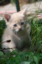 Little beautiful kitten sits in the green grass in the garden Royalty Free Stock Photo