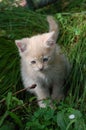 Little beautiful kitten sits in the green grass in the garden Royalty Free Stock Photo