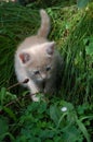 Little beautiful kitten sits in the green grass in the garden Royalty Free Stock Photo