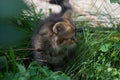 Little beautiful kitten sits in the green grass in the garden Royalty Free Stock Photo